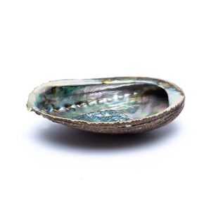 Groene Abalone Smudge Schelp