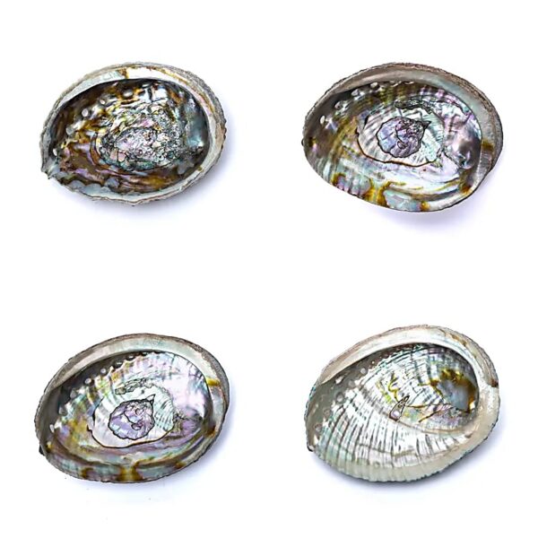 Groene Abalone Smudge Schelp - Afbeelding 3