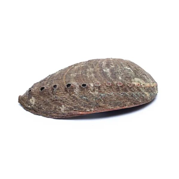 Groene Abalone Smudge Schelp - Afbeelding 2